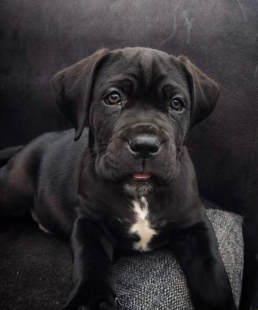 CANE CORSO HEMBRAS 