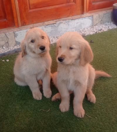 HERMOSOS CACHORROS GOLDEN RETRIEVER 