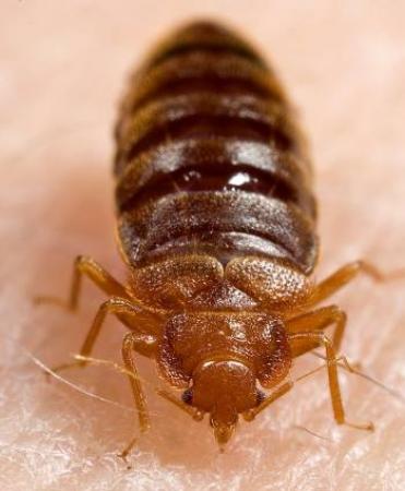Eliminar Chinches De Cama En Curacavi