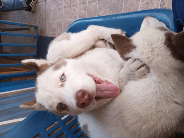 HERMOSA PAREJA DE HUSKY SIBERIANO 