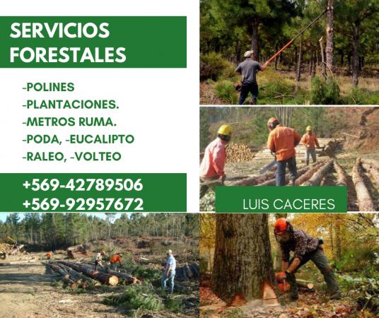 MOTOSIERRISTA Y PRESTACION DE SERVICIOS FORESTALES