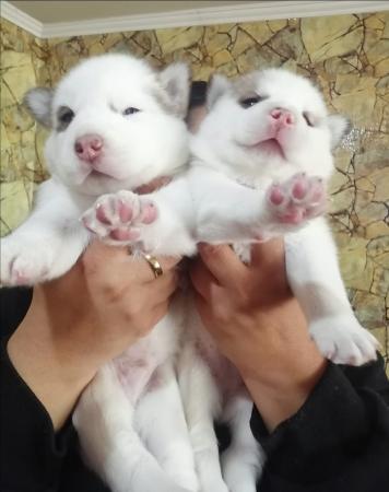 HERMOSA PAREJA DE HUSKY SIBERIANO 