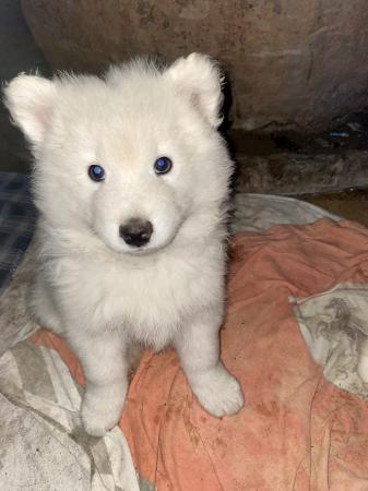 SAMOYEDOS