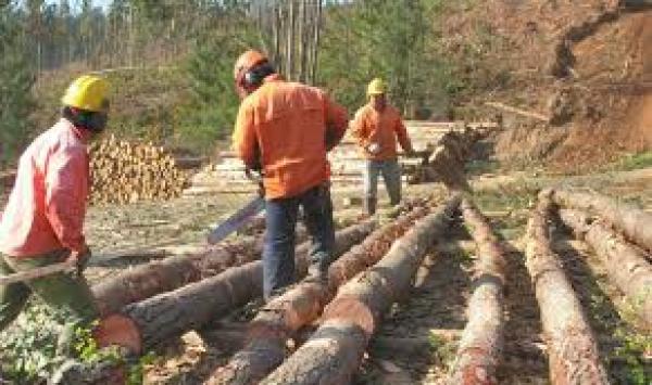 SUBCONTRATISTA DE SERVICIOS FORESTALES