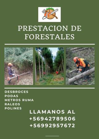 PRESTACION DE SERVICIOS FORESTALES EN TODA LA VII