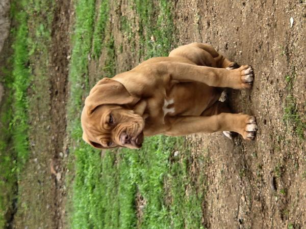 DOGO DE BURDEOS INCRITAS 