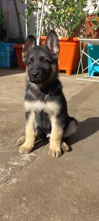 LINDOS PERRITOS