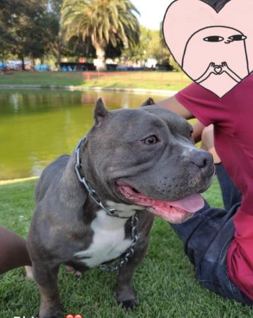 AMERICAN BULLY 