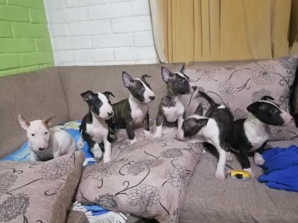 VENDO CACHORROS BULL TERRIER