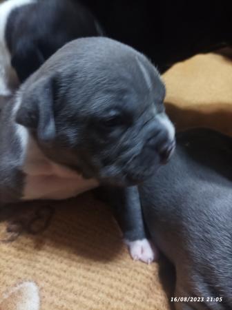 CACHORROS AMERICAN BULLY 