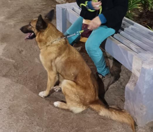 REGALO PERRITA PASTOR GRANDE CUIDADOR PARA PARCELA