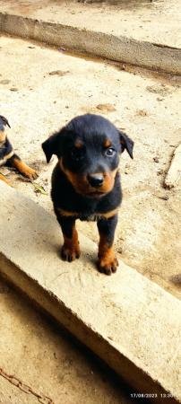 HERMOSOS CACHORROS ROTTWEILER