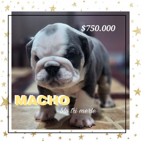 PEROS BULLDOG DISPONIBLES