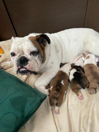 HERMOSOS FAMILIA DE BULLDOG INGLES OPORTUNIDAD!!