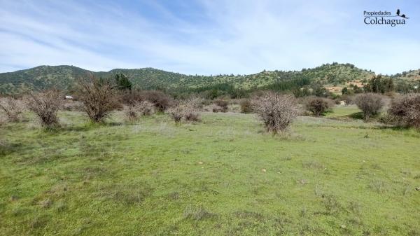 VENDO PARCELA 5.000 M2, PUMANQUE.