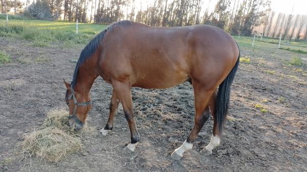 CUIDADOR DE CABALLOS / PETISERO