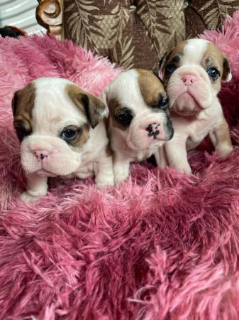 HERMOSOS BULLDOG INGLES CON GENES EXÓTICOS OFERTA