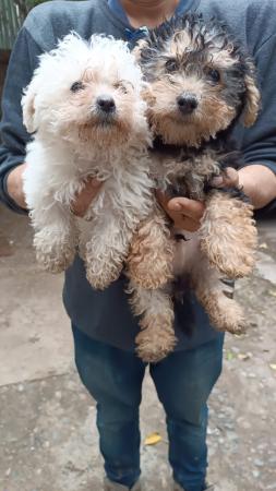 SE REGALAN CACHORROS RAZAS PEQUEÑAS