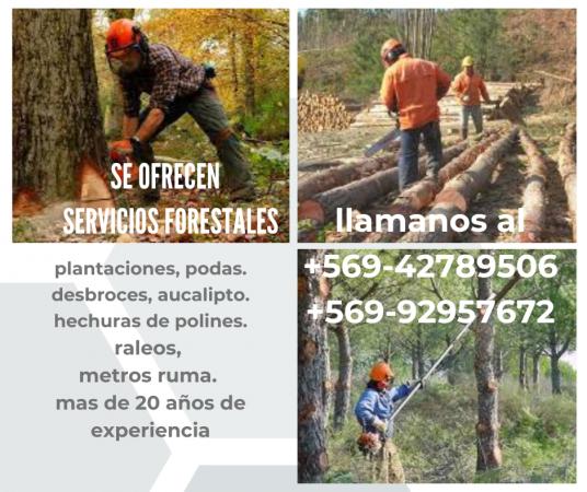 SUB-CONTRATISTA FORESTAL