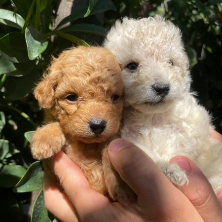 CACHORROS POODLE 