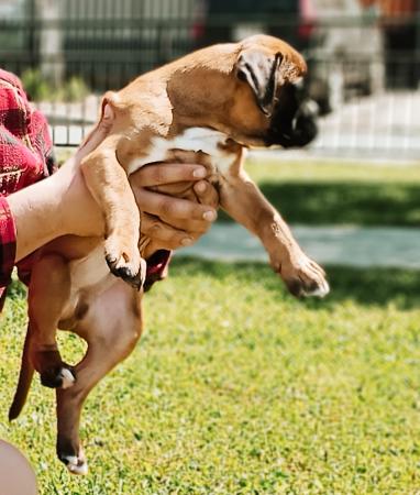 HERMOSOS CACHORROS BOXER ALEMAN, PADRES CAMPEONES 