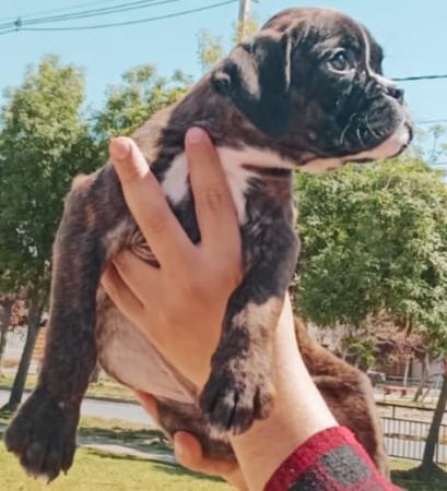 HERMOSO CACHORRO BOXER ALEMAN DE EXPOSICIÓN 