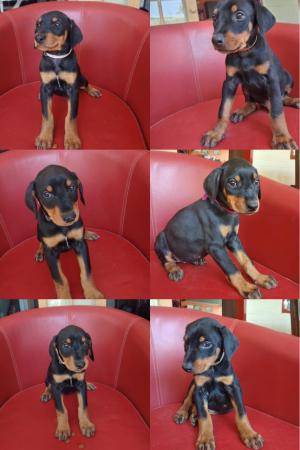 CACHORRO DOBERMAN 