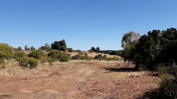 V 870-C-P-VENDO CAMPO EN  CUREPTO