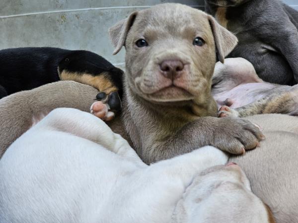 CACHORROS PITBULL