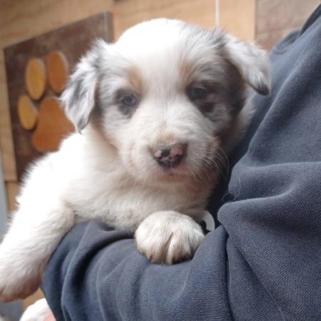 BORDER COLLIE EXCELENTE PEDIGREE