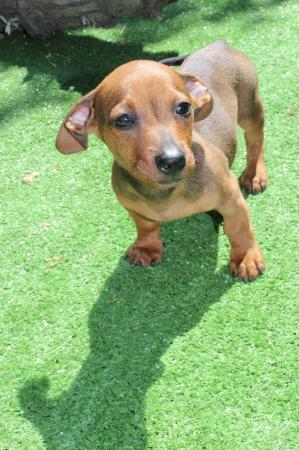 CACHORRO DACHSHUND SALCHICHA COLOR CAFÉ CHOCOLATE 