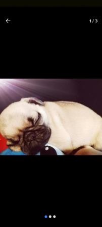 HERMOSA PUG