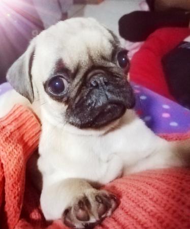 PUG CARLINO 