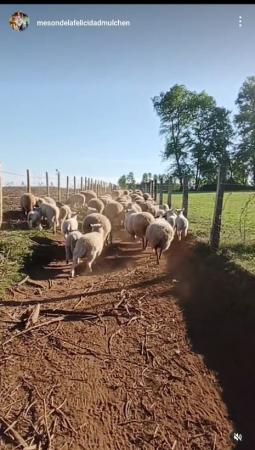 VENDO TERRENO SECTOR LOS RADALES KM16 4 HECTÁREAS