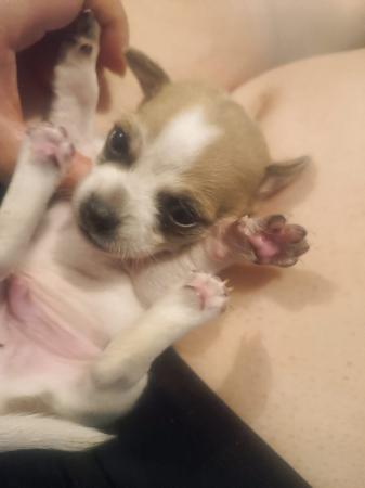 VENDO CACHORRO CHIGUAGUA PADRES MERLE