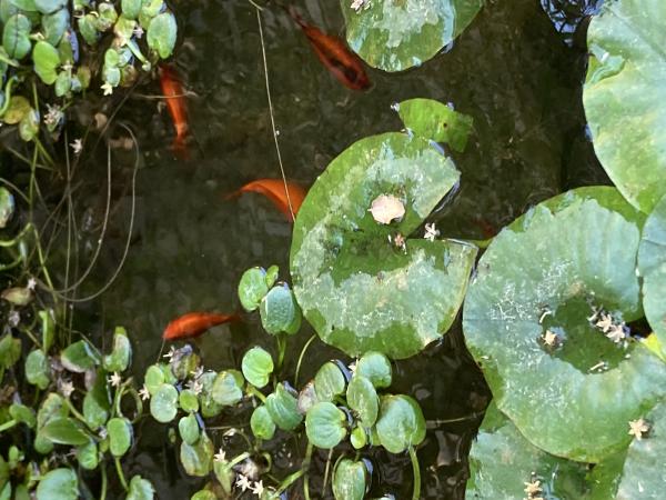 PECES CARASSIOS