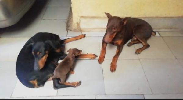 CACHORROS DOBERMAN