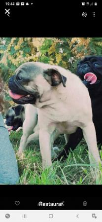 CACHORRITOS PUG