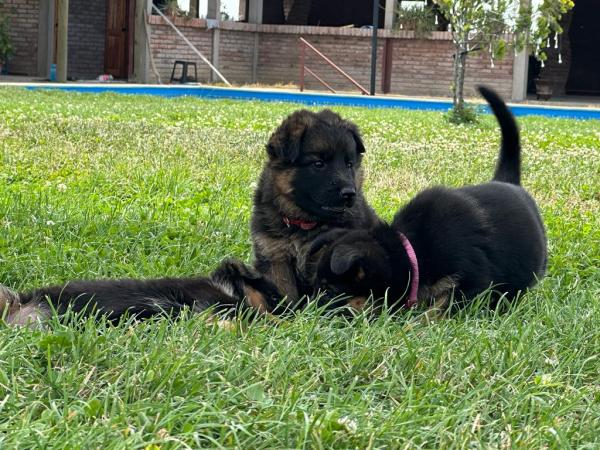 CACHORROS PASTOR ALEMAN INSCRITOS