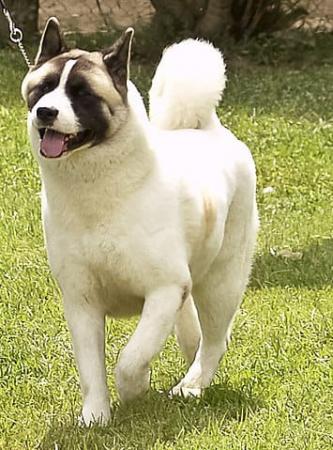 AKITA AMERICANO