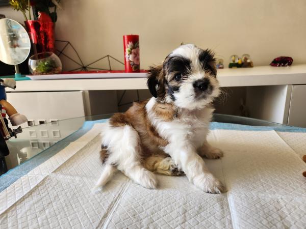 CACHORRO SHI TZU