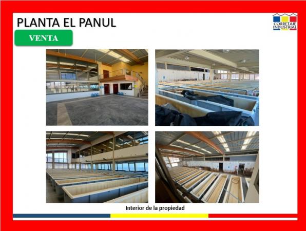 PLANTA PANUL 