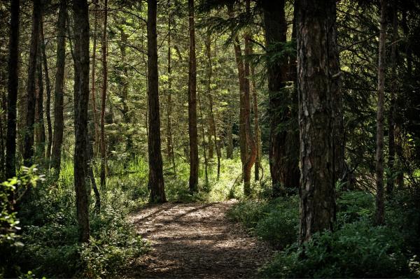 BOSQUE DE PINO DE 16 AÑOS EN TOMECO 8,75 HECTÁREAS