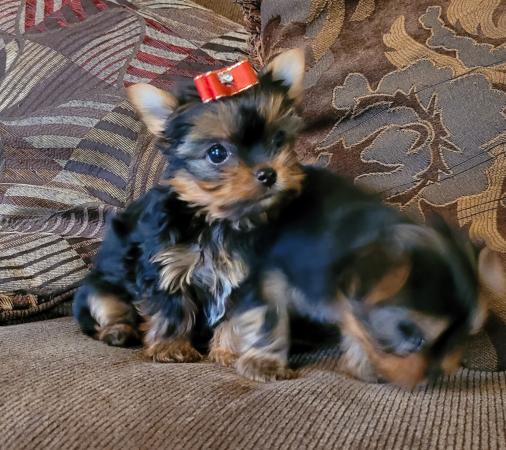 YORKSHIRE TERRIER 