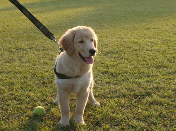 CACHORROS GOLDEN RETRIEVER 5 MESES 