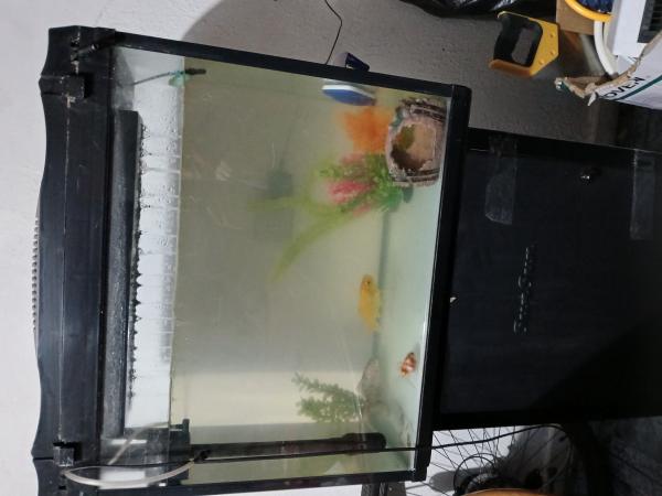  VENDO PECERA CON PECES 
