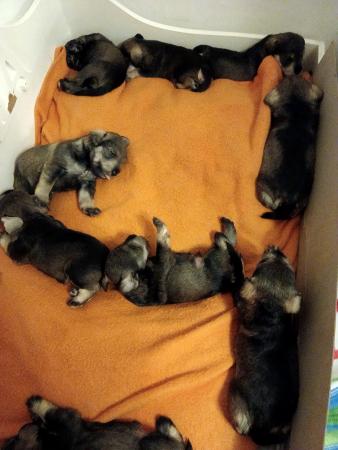 HERMOSOS SCHNAUZER 
