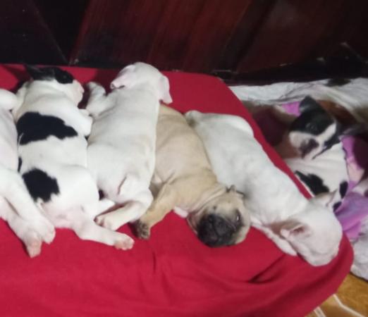 HERMOSOS CACHORROS BULLDOG FRANCES 