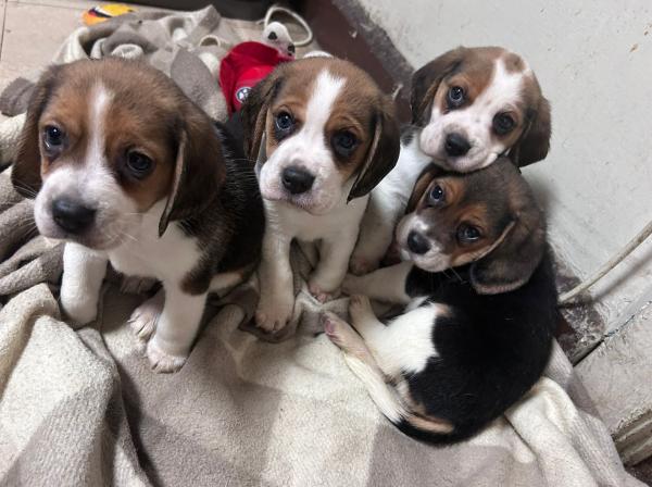 HERMOSOS BEAGLES 1 HEMBRA Y 2 MACHOS 