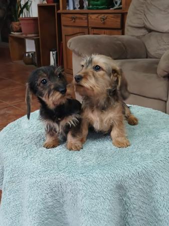 DACHSHUND MINIATURAS PELO DURO. 